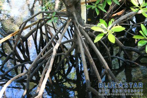 Mangrove-Roots-Mesh